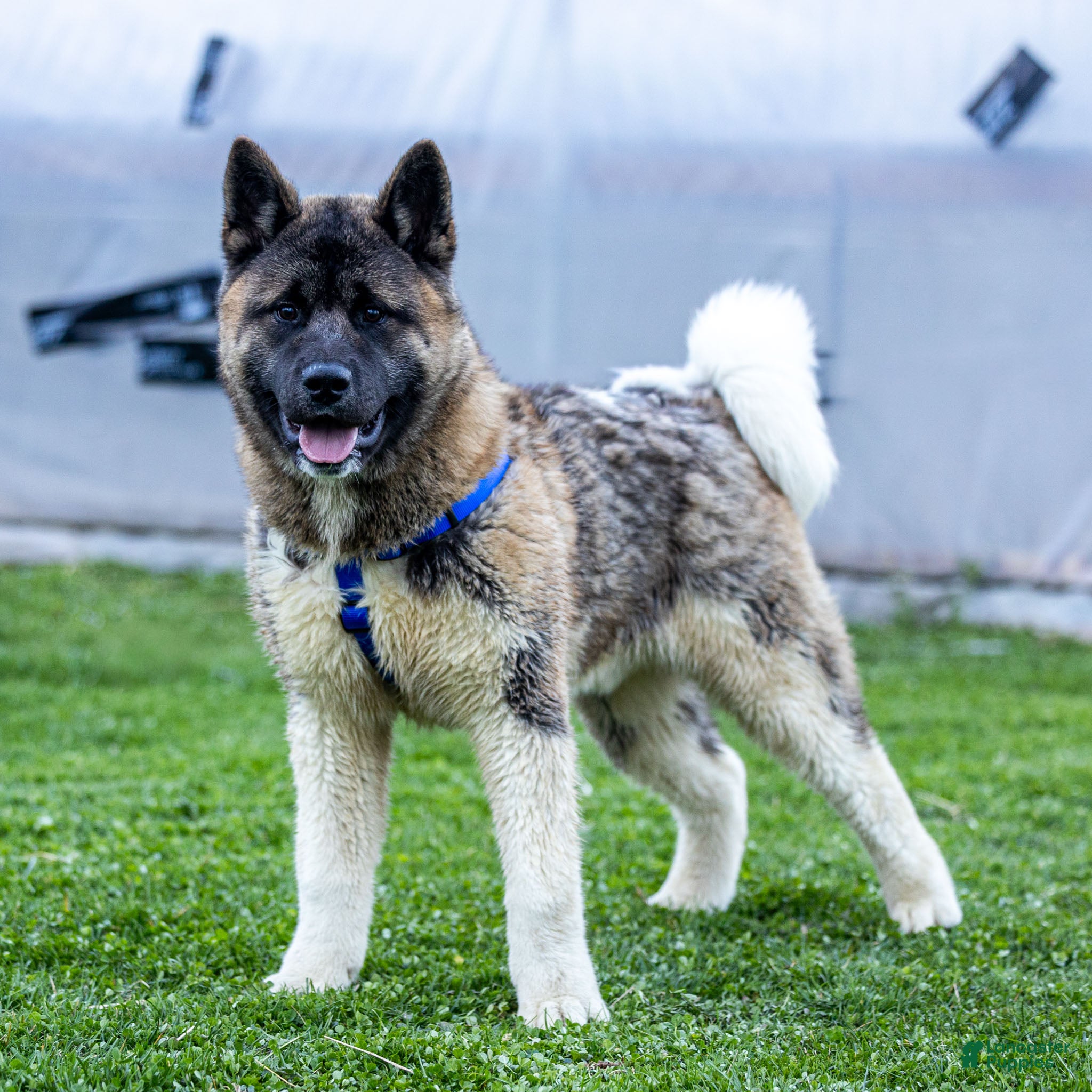 Akita dogs Pumpkin - Ad 1