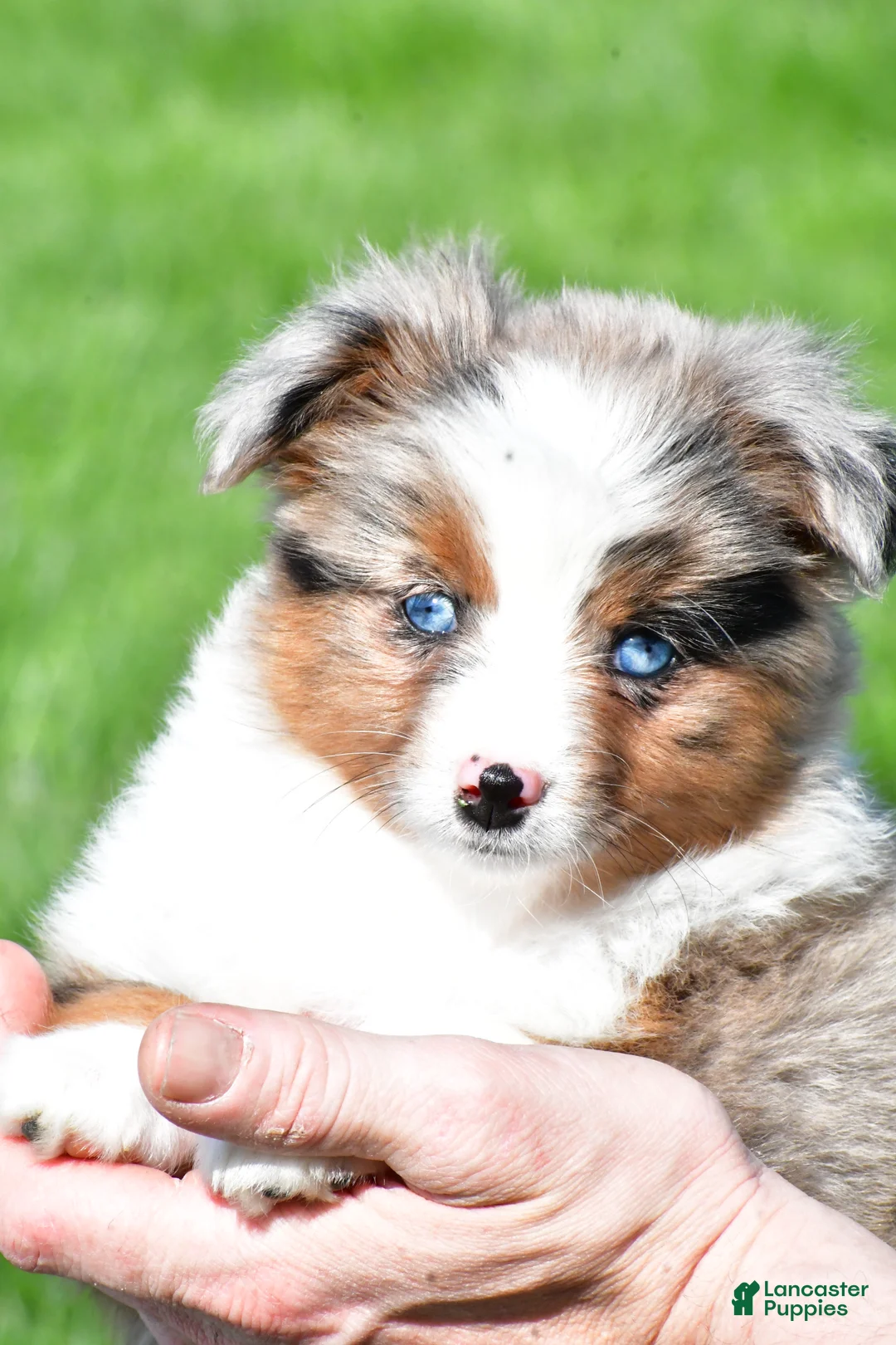 Miniature Australian Shepherd dogs for sale: Skye - Ad 1