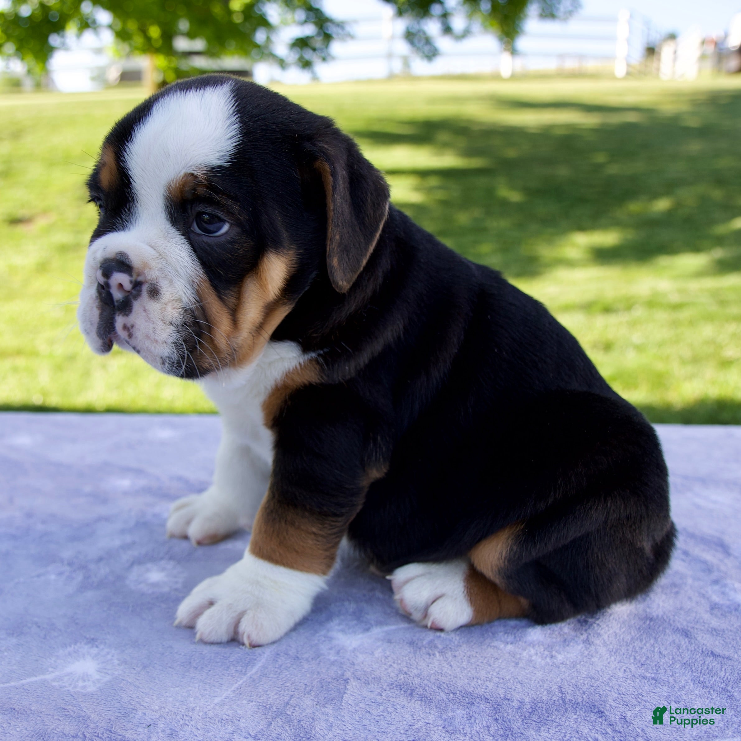 Beabull dogs Bruno - Ad 2