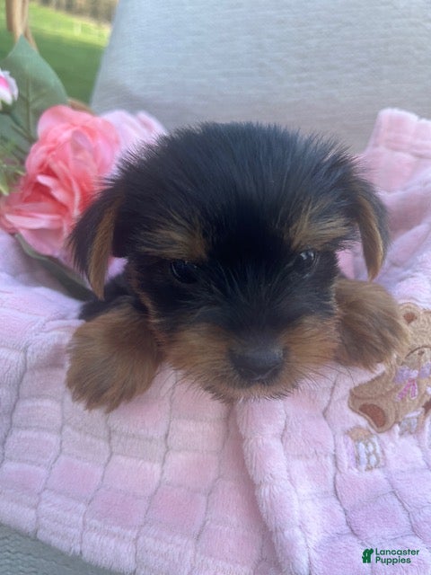 Yorkshire Terrier dogs Rhea - Ad 1