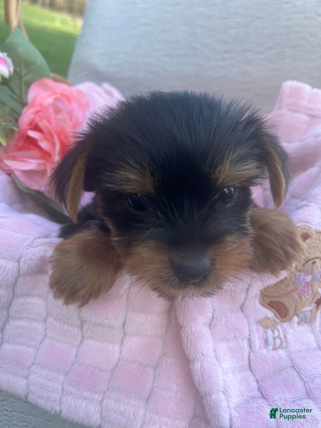 Yorkshire Terrier dogs for sale: Rhea - Ad 1