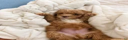 Miniature Poodle dogs for sale: Finn - Ad 4