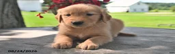 Golden Retriever dogs for sale: Trigg - Ad 3
