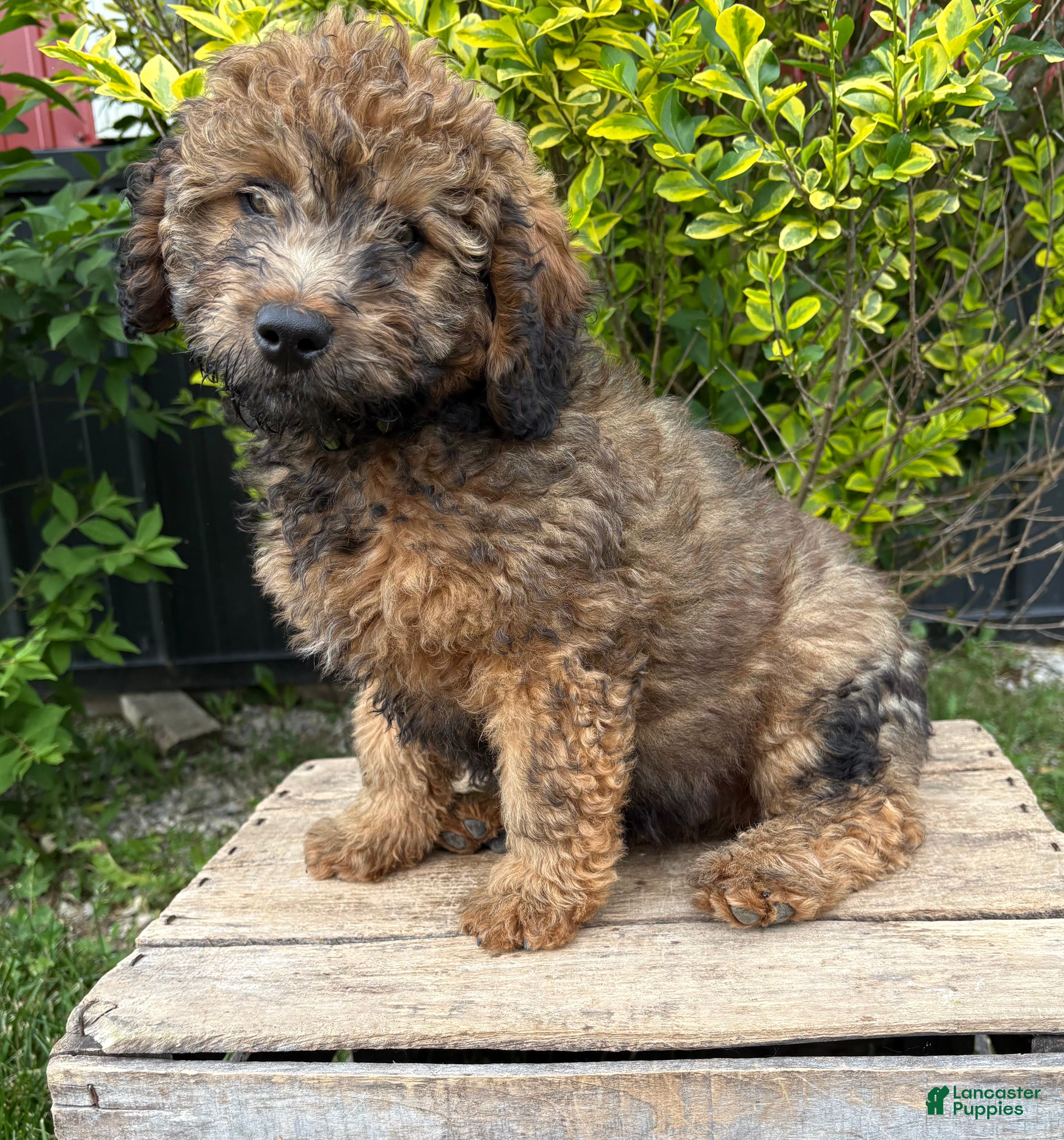 Whoodle dogs Dolly - Ad 2
