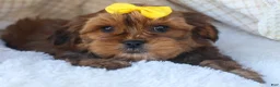 Shorkie dogs for sale: RANDY - Ad 12