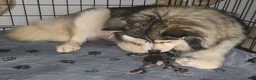 Pomsky dogs for sale: Merle boy - Ad 19