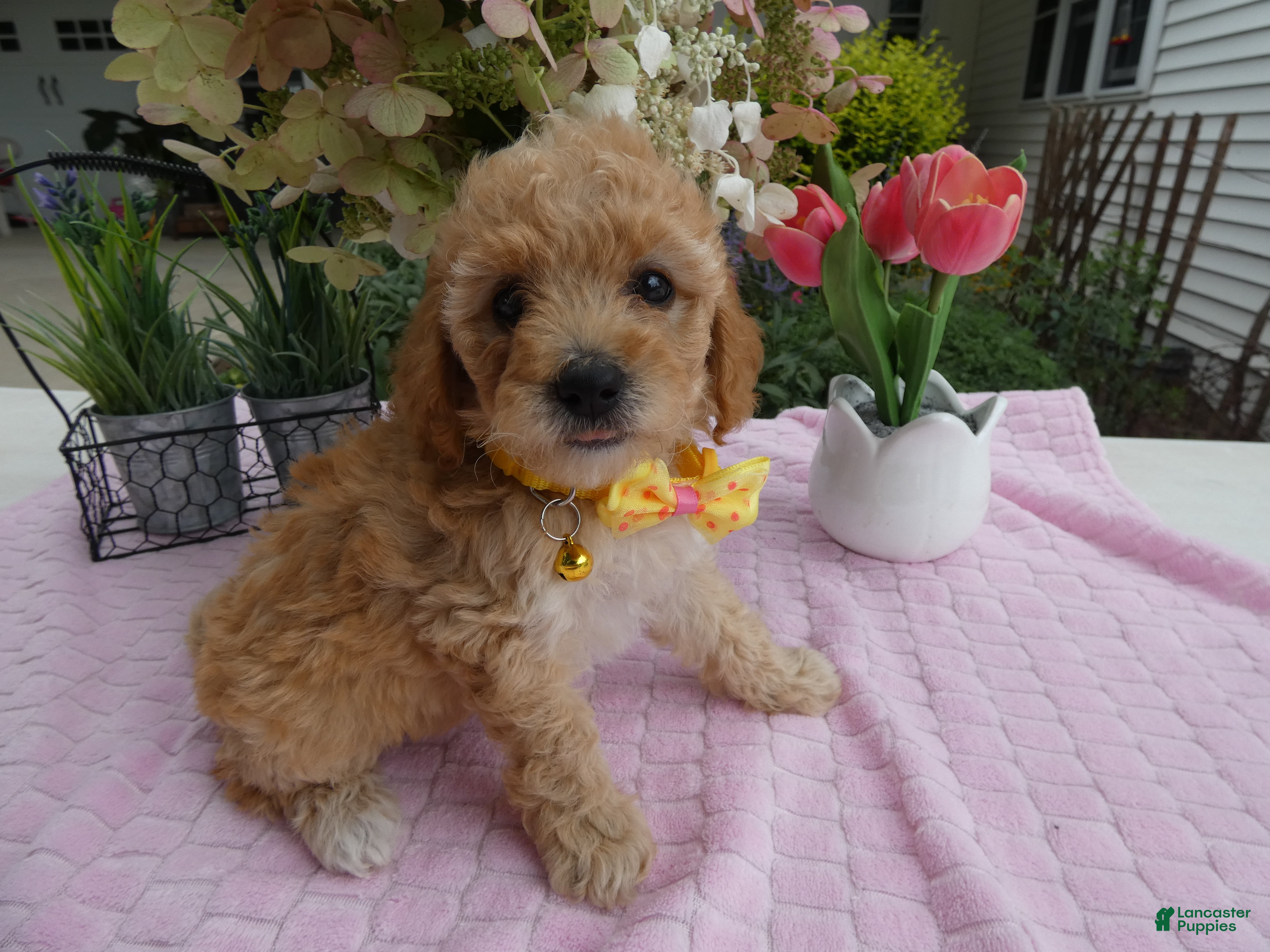 Toy Poodle dogs Toy Poodle 2 Tootsie - Ad 2