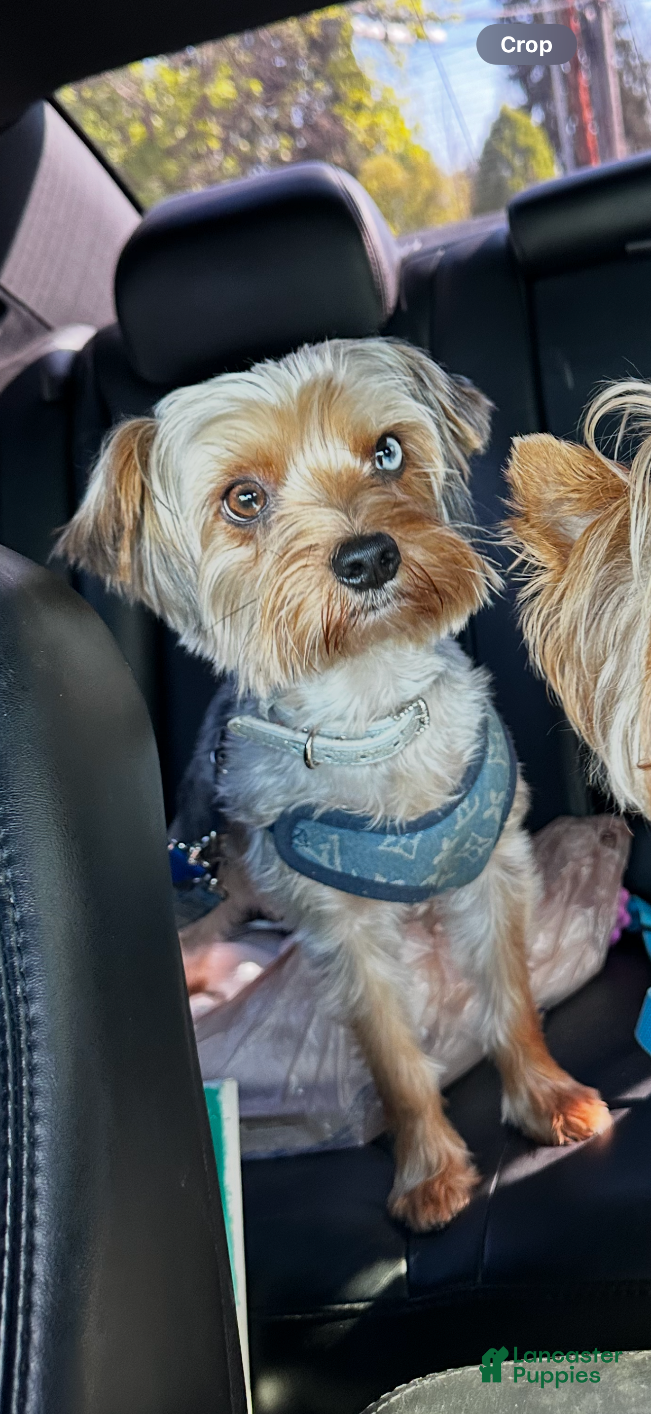 Yorkshire Terrier dogs KREED - Ad 2