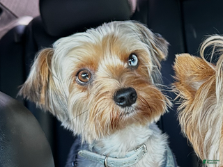 Yorkshire Terrier dogs KREED - Ad 1