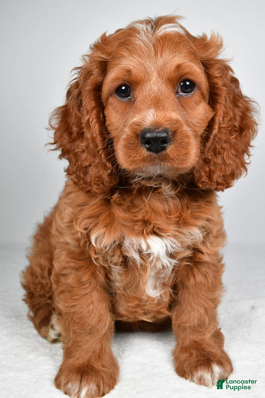 Cockapoo dogs for sale: Griffin - Ad 2