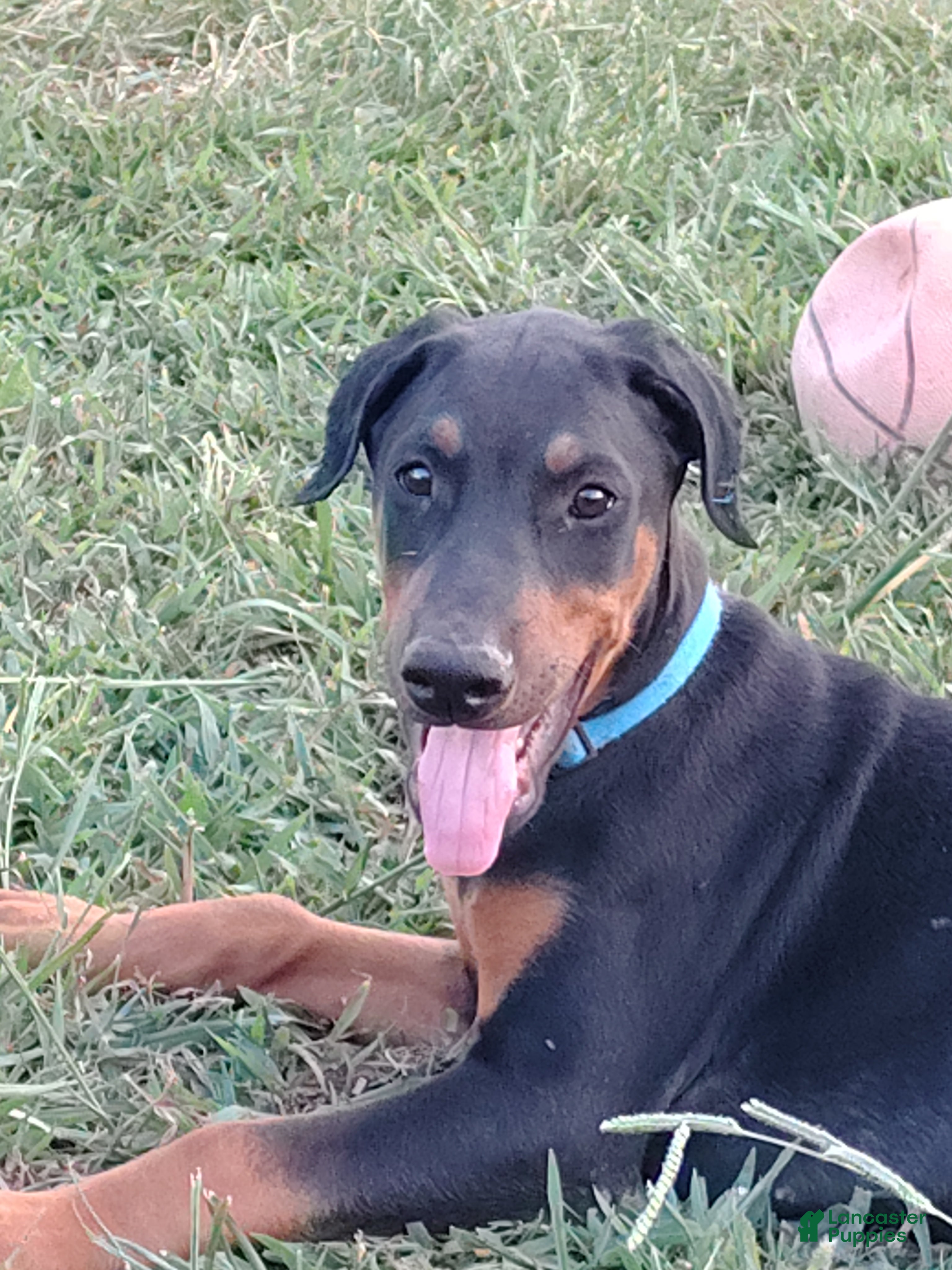 Doberman Pinscher dogs for sale: Opie  / Blue collar - Ad 1