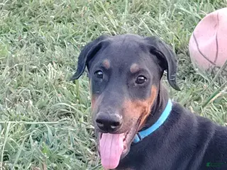 Doberman Pinscher dogs Opie / Blue collar - Ad 14