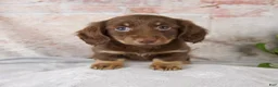 Miniature Dachshund dogs for sale: Oakley - Ad 1
