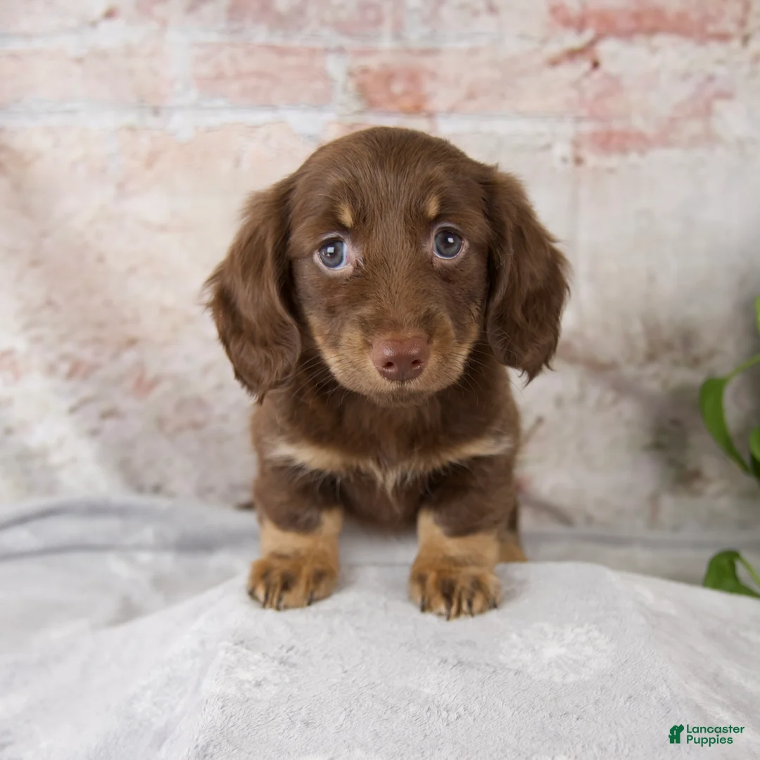 Miniature Dachshund dogs for sale: Oakley - Ad 1