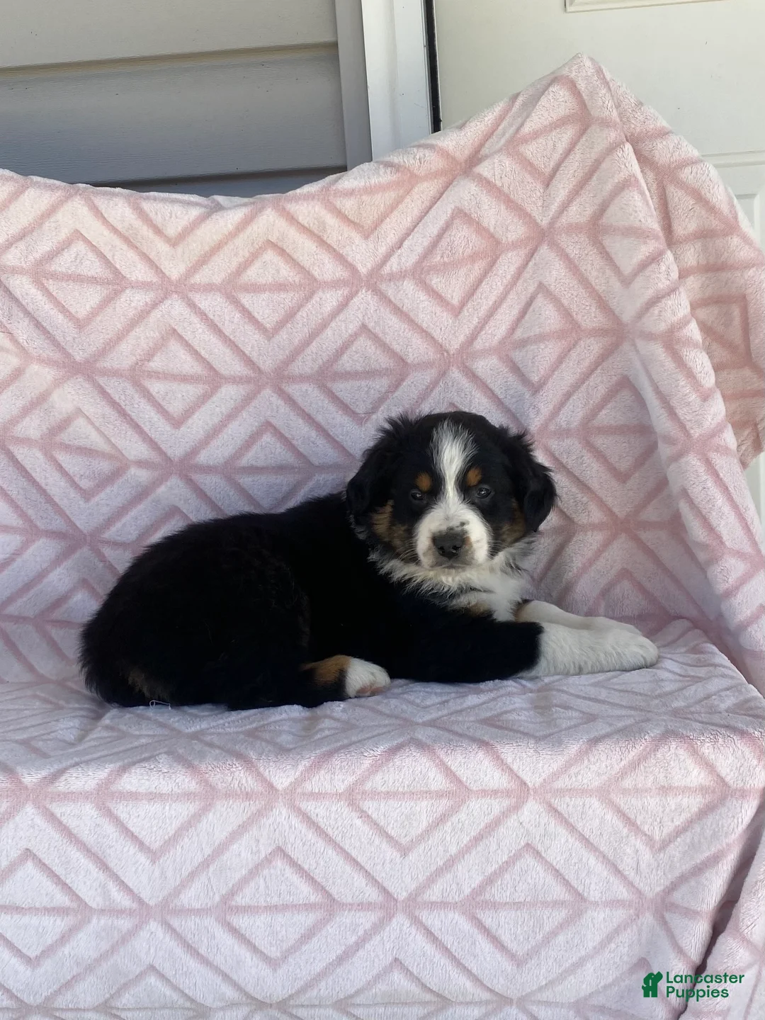Australian Shepherd dogs for sale: Australian Shepherd Puppy 4 - Ad 3