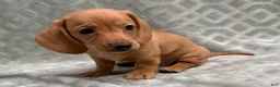 Miniature Dachshund dogs for sale: Rumi - Ad 6