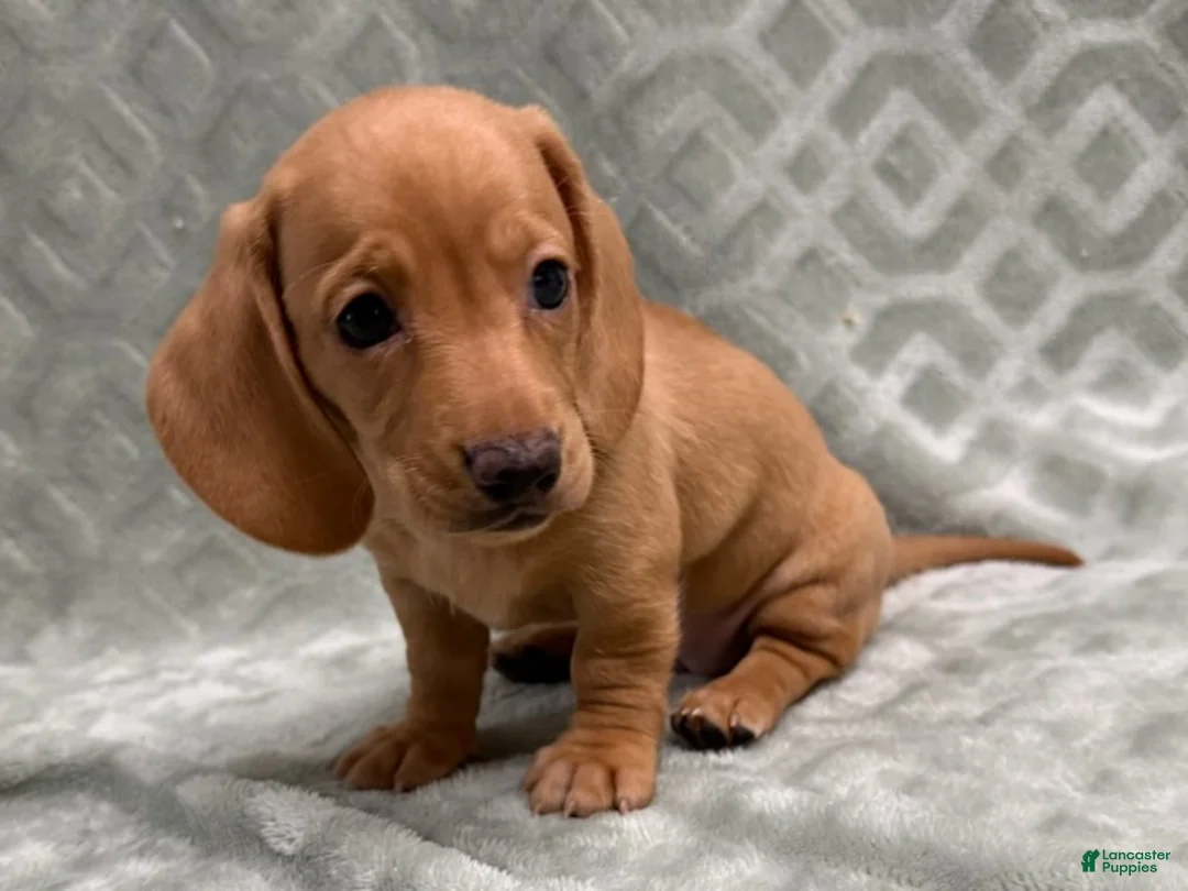 Miniature Dachshund dogs for sale: Rumi - Ad 6