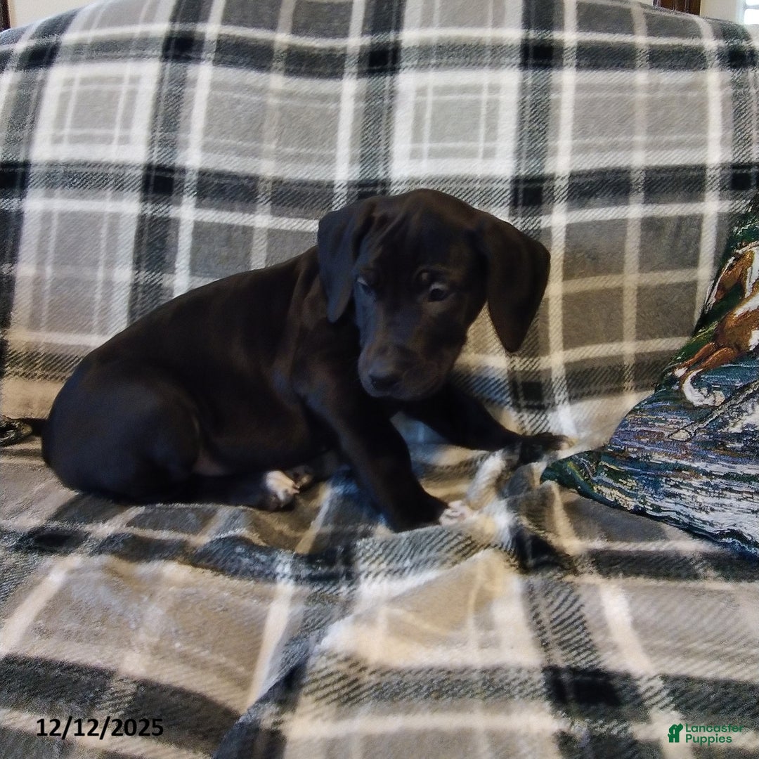 Great Dane dogs for sale: Cocoa - Ad 3