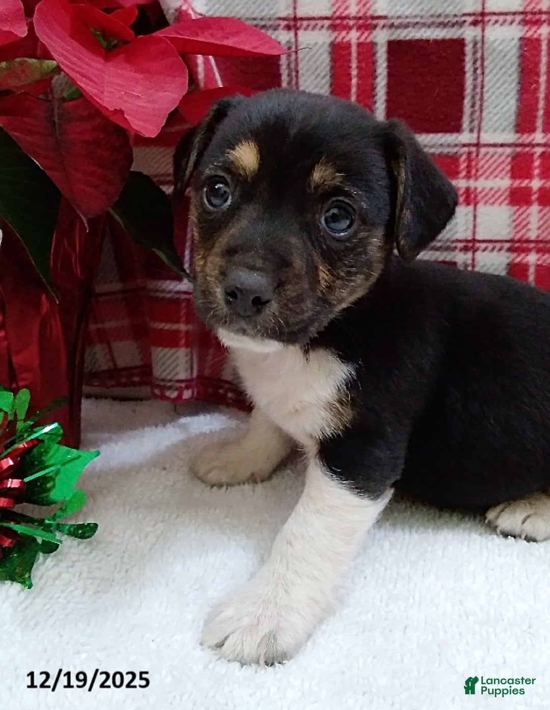 Mixed Breed dogs for sale: Tina - Ad 3