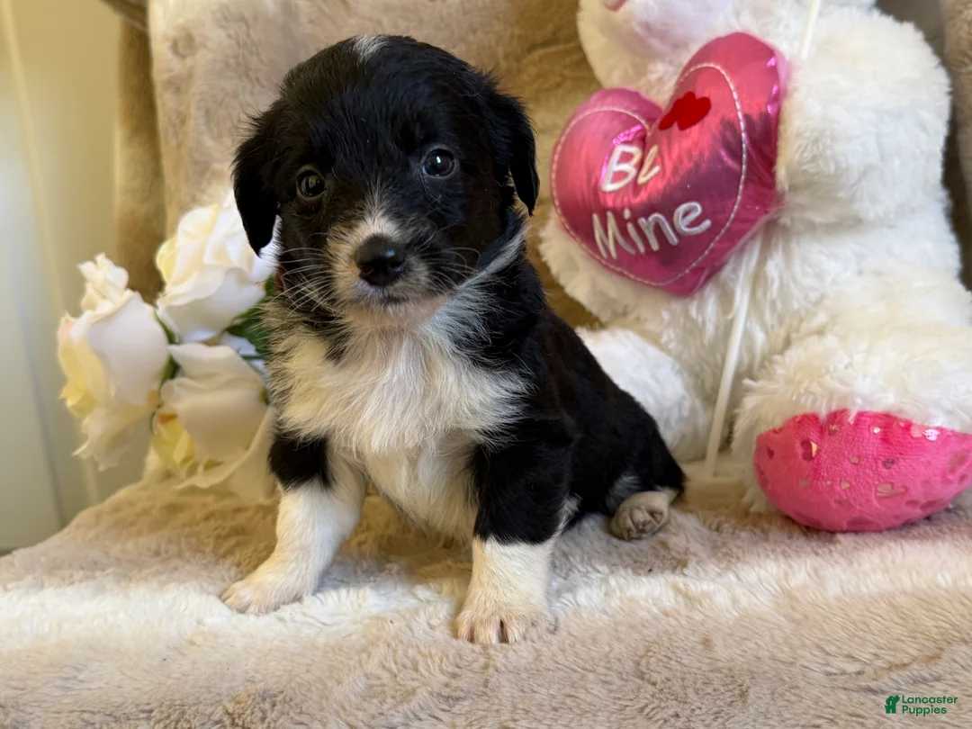 Mixed Breed dogs for sale: Finn - Ad 2