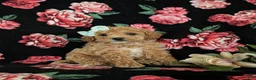 Miniature Poodle dogs for sale: Ophelia - Ad 3