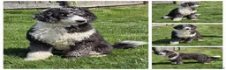 Mini Sheepadoodle dogs for sale: Whitney - Ad 5