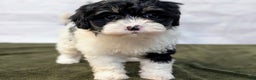 Bernedoodle dogs for sale: Twinkle - Ad 2