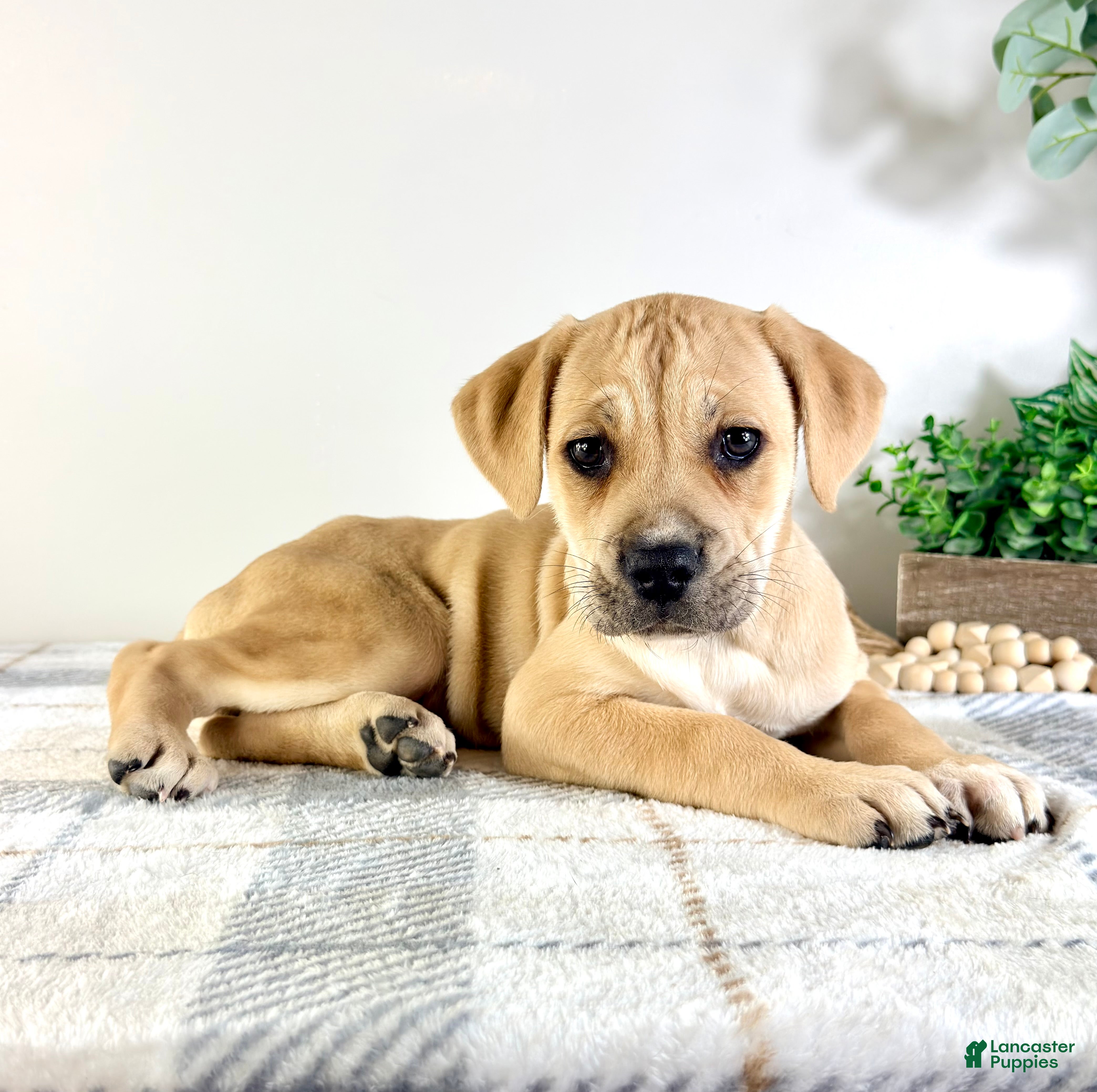 Cane Corso dogs Nala - Ad 23