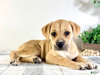 Cane Corso dogs Nala - Ad 41