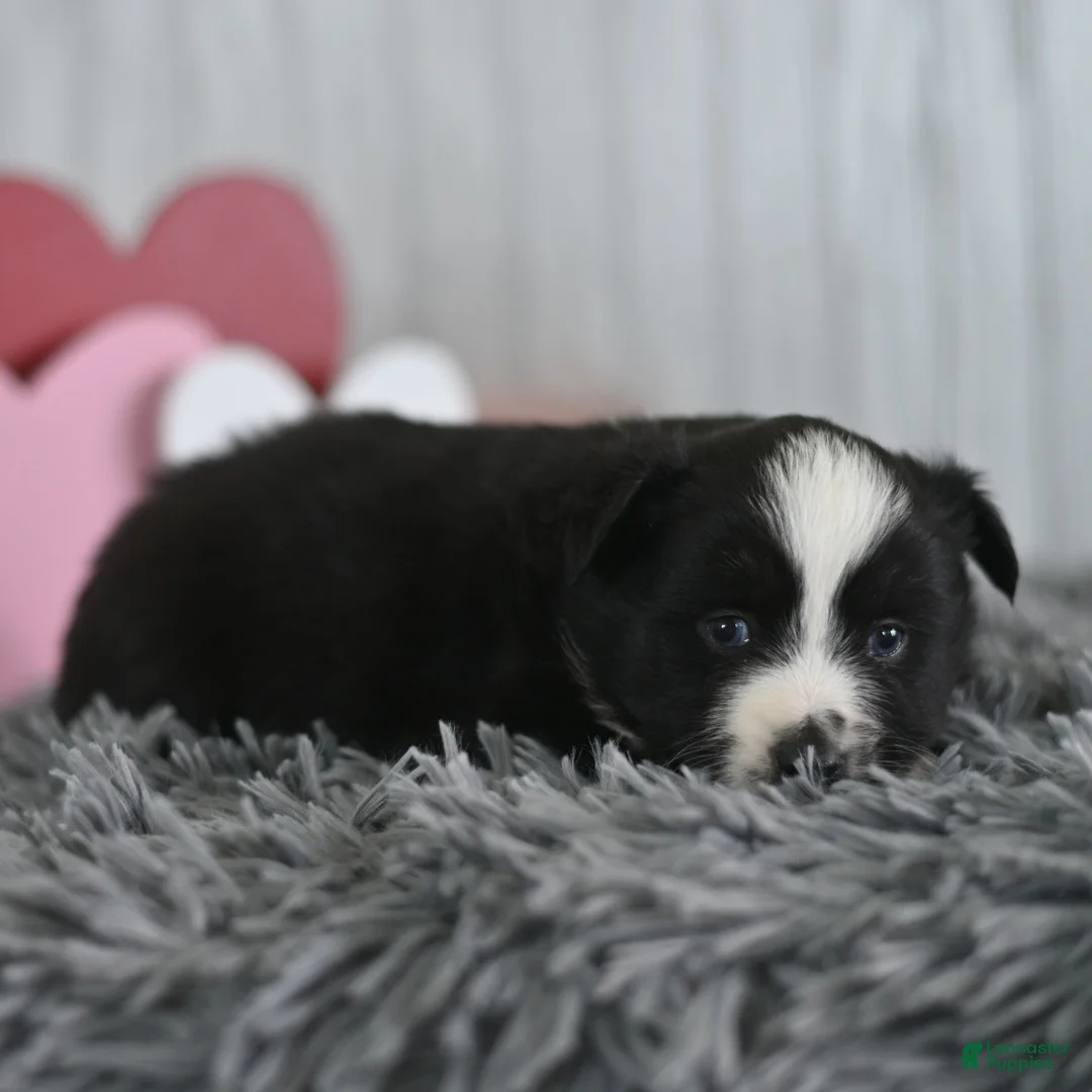 Miniature Australian Shepherd dogs for sale: Cindy  - Ad 2