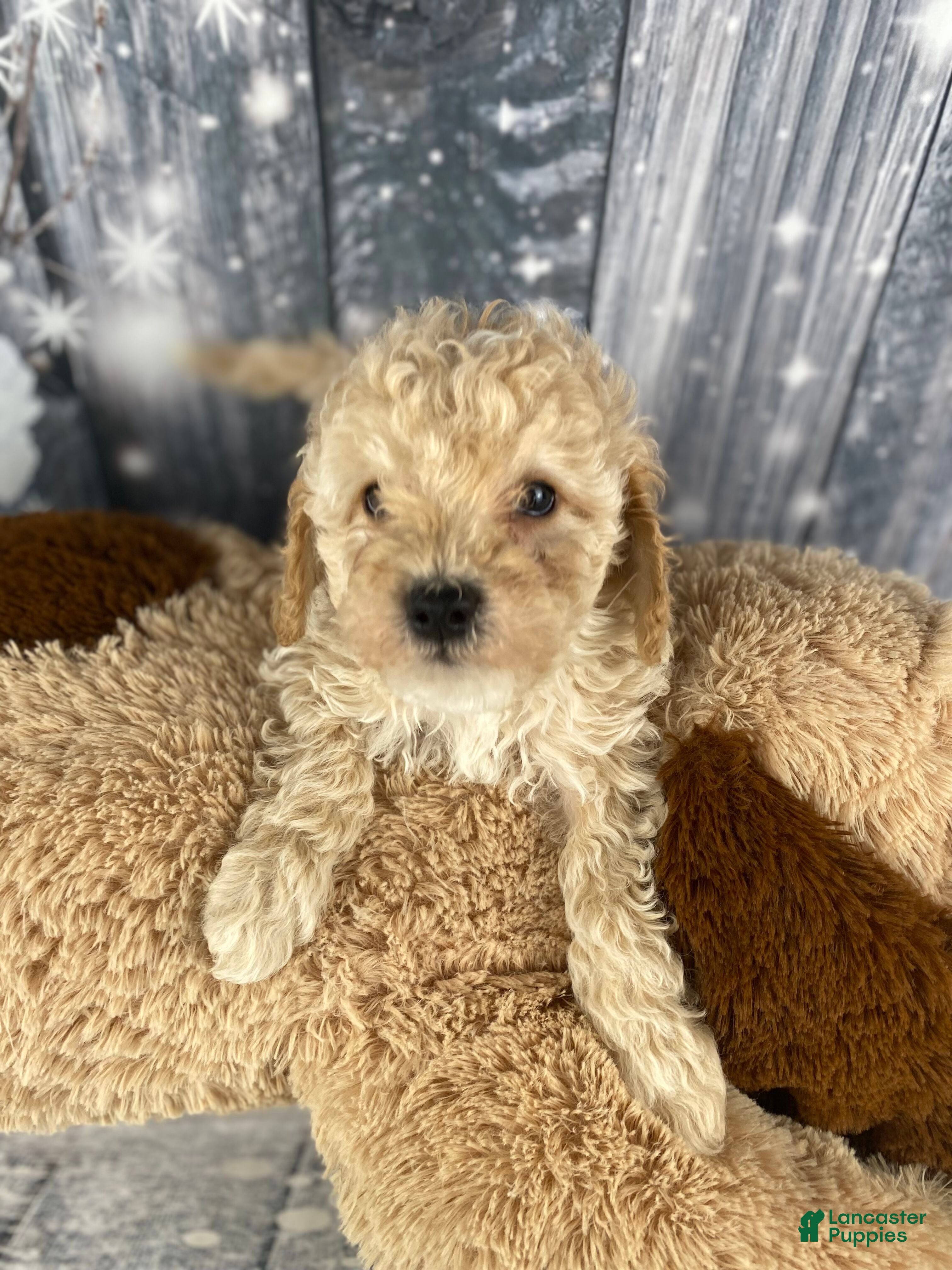 Cavapoo dogs Kobe - Ad 20