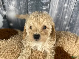 Cavapoo dogs Kobe - Ad 26