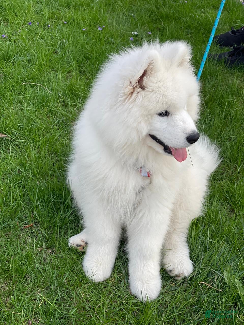 Samoyed dogs Leo - Ad 30