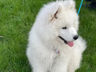 Samoyed dogs Leo - Ad 30
