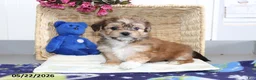 Shorkie dogs for sale: Donald - Ad 4