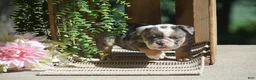 English Bulldog dogs for sale: Macey - Ad 8