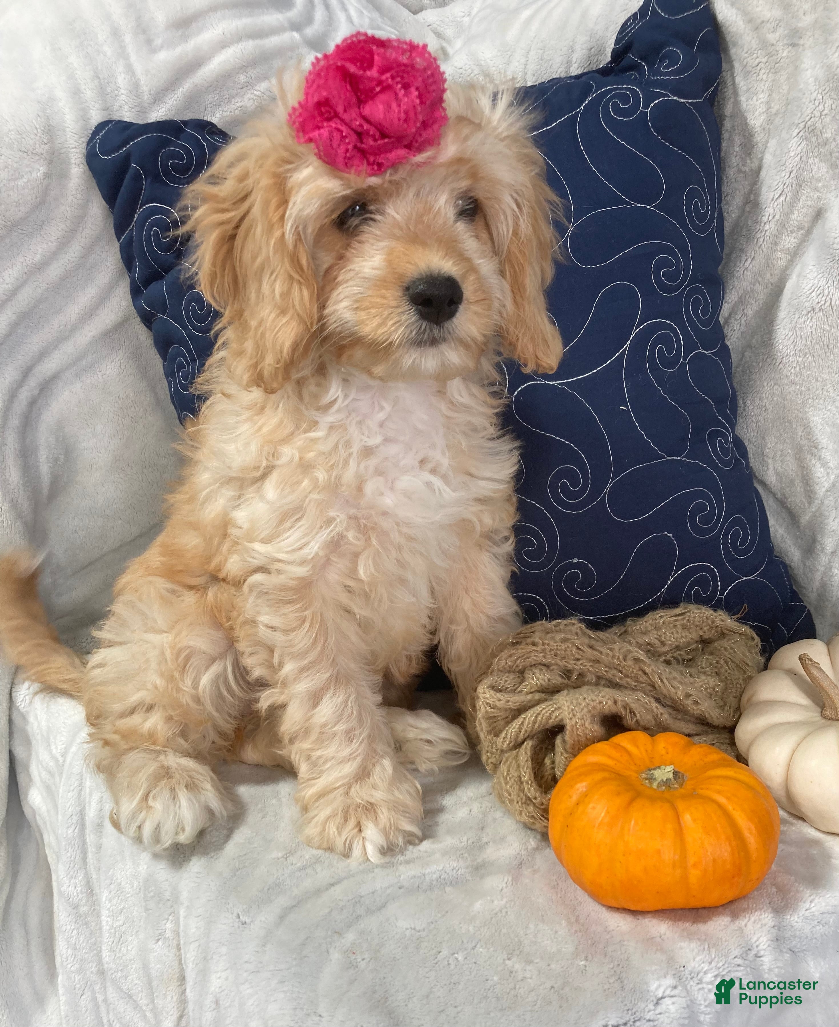 Cavapoo dogs Hadley - Ad 1