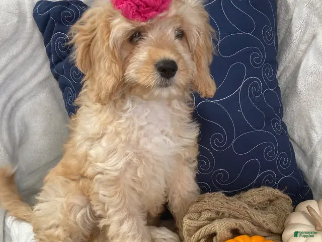 Cavapoo dogs for sale: Hadley - Ad 2