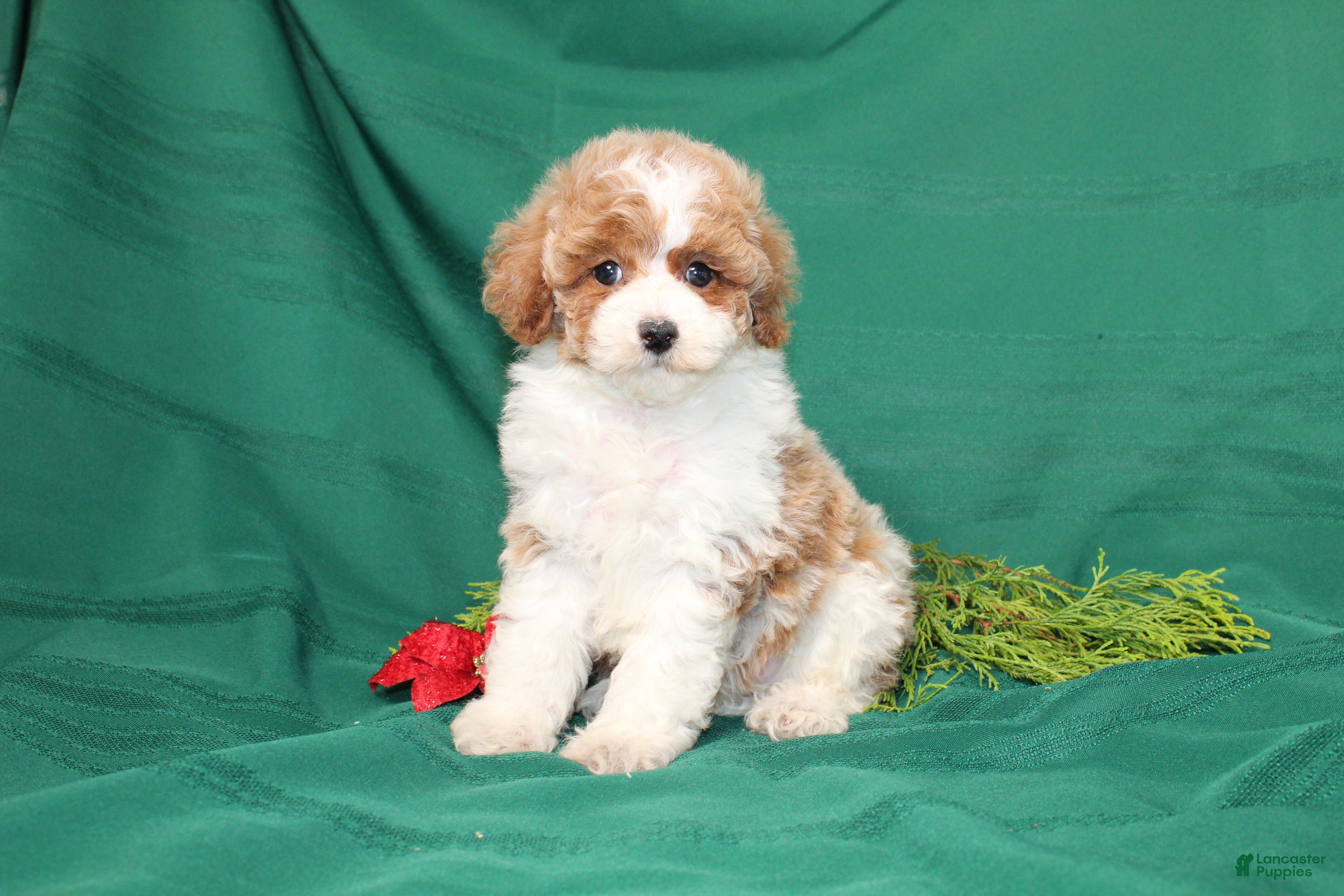 Miniature Poodle Puppies for sale in Allentown, Pennsylvania - Main Image