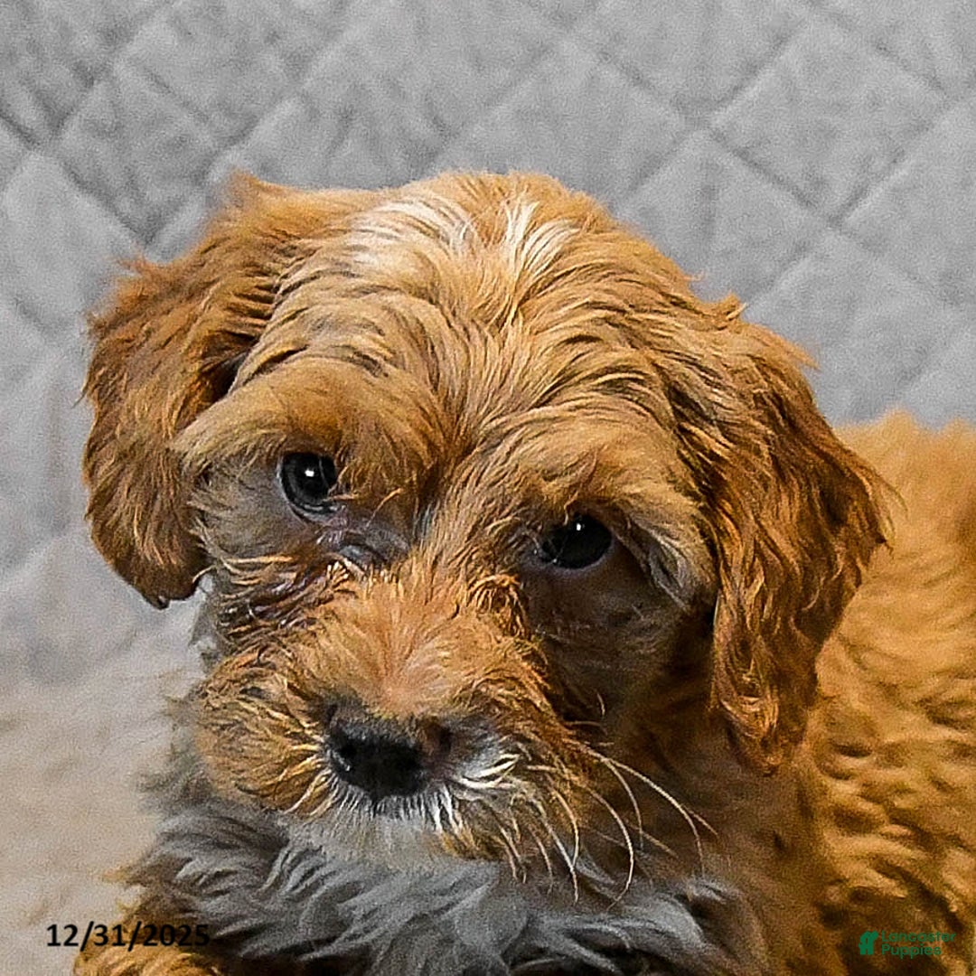 Mini Goldendoodle dogs for sale: Snowflake - Ad 5