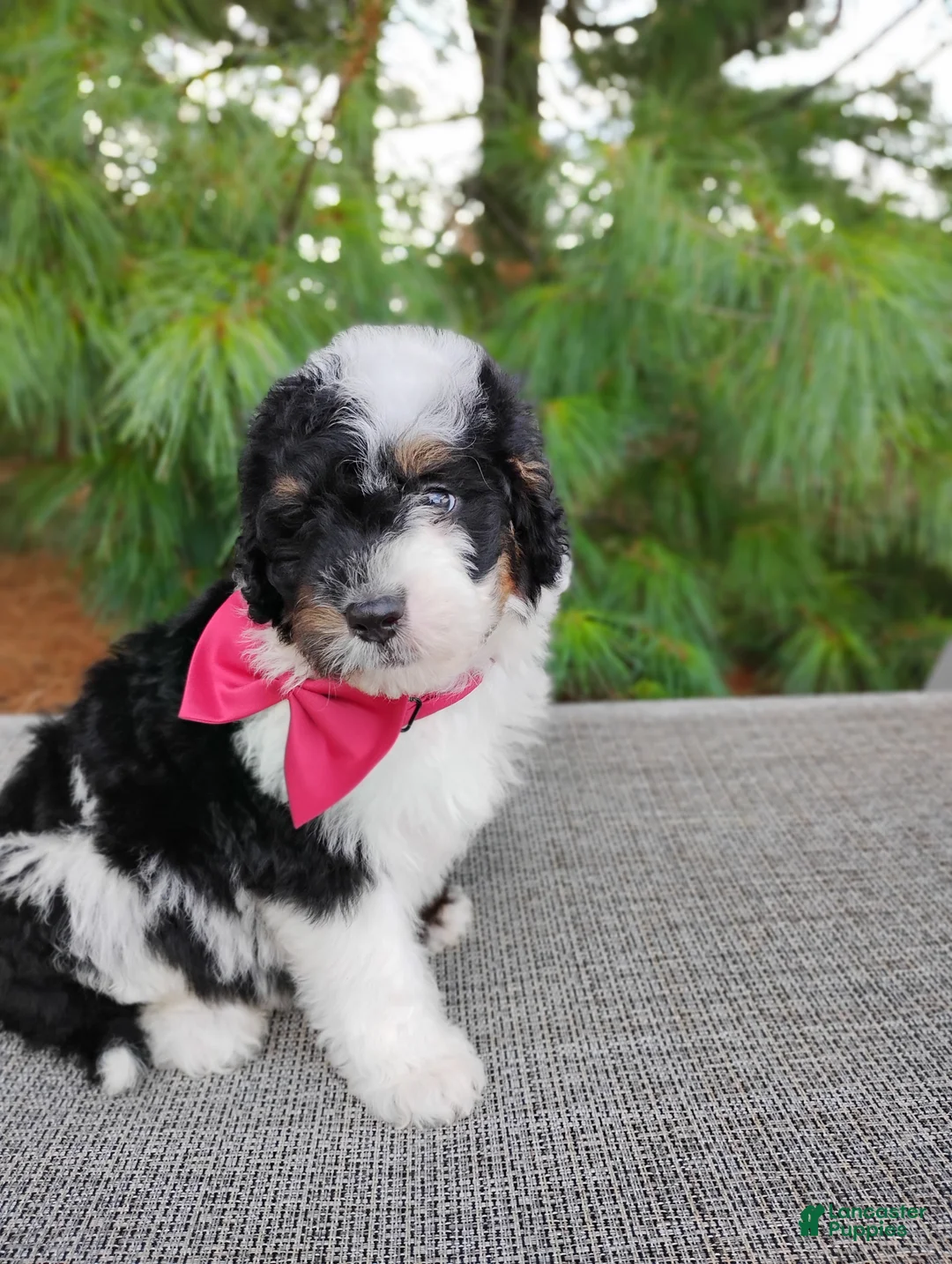 Bernedoodle dogs for sale: Truffle - Ad 5