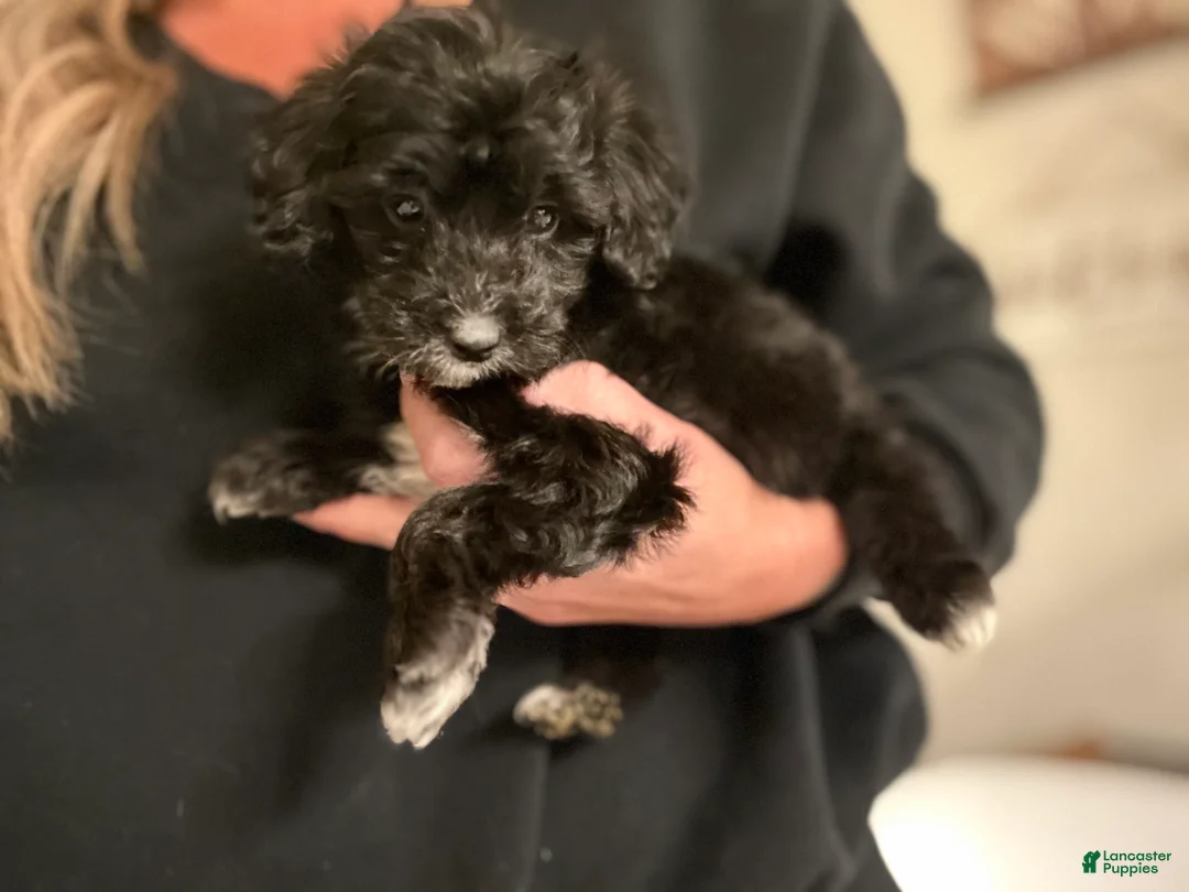 Mixed Breed dogs for sale: Puppy 2  toy aussiedoddle - Ad 17