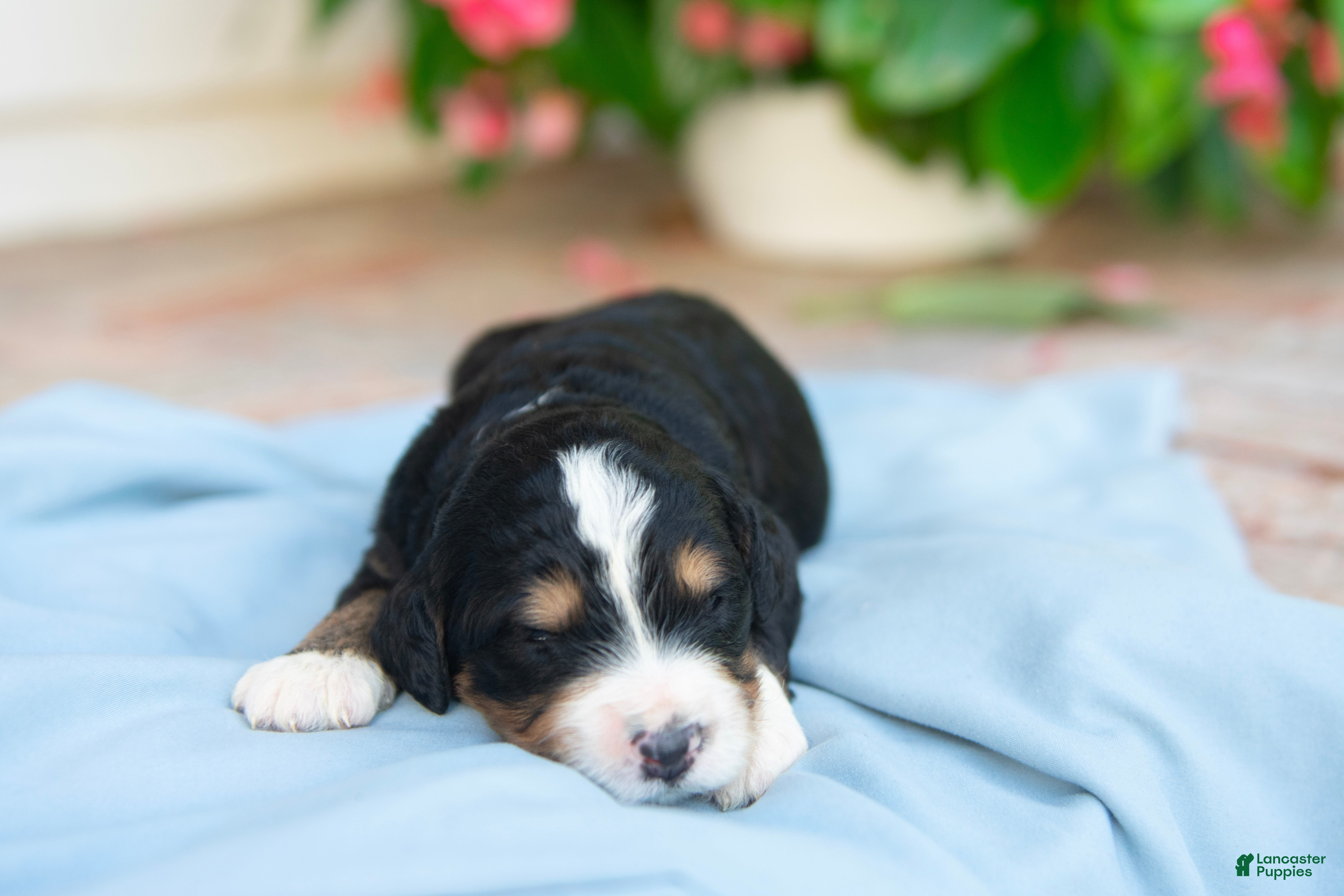 Bernedoodle dogs Milo - Ad 2