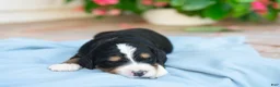 Bernedoodle dogs for sale: Milo - Ad 2