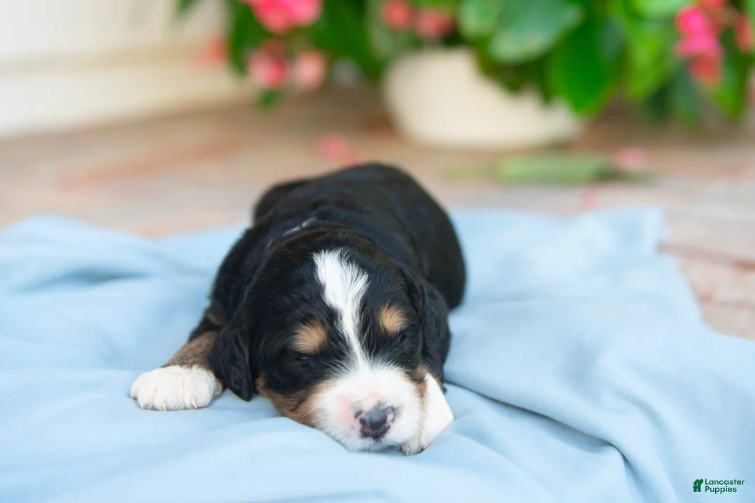 Bernedoodle dogs for sale: Milo - Ad 2
