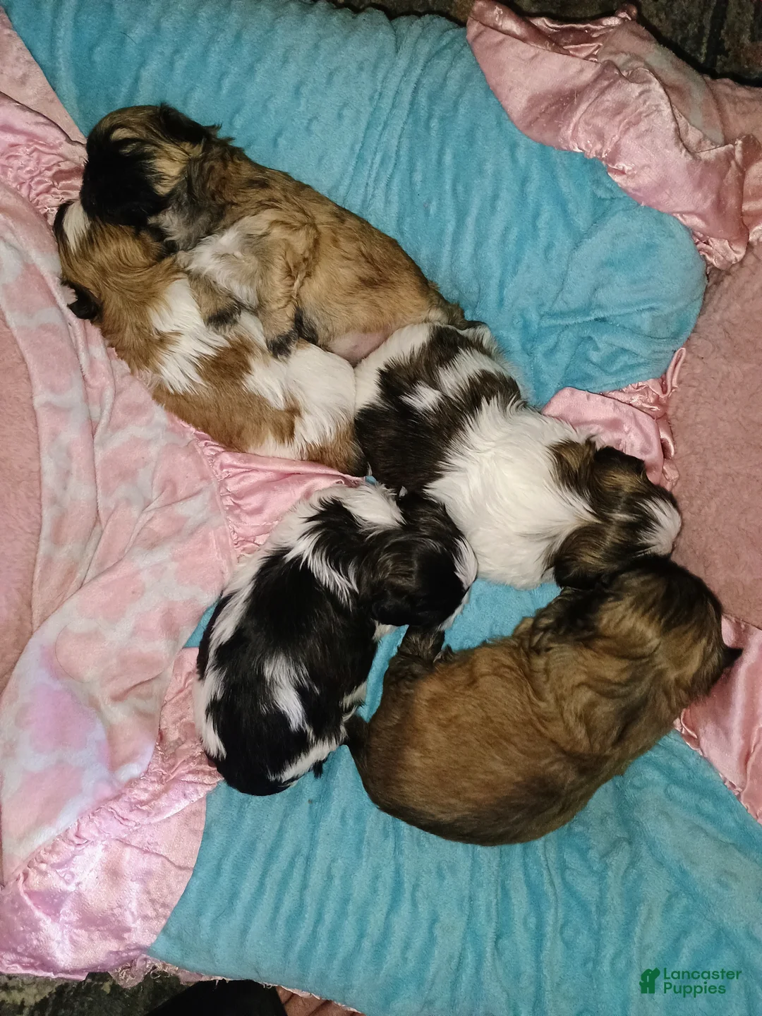 Shih Tzu dogs for sale: Shih Tzu Puppy 2 - Ad 1