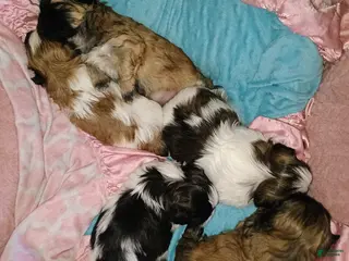 Shih Tzu dogs Shih Tzu Puppy 2 - Ad 8
