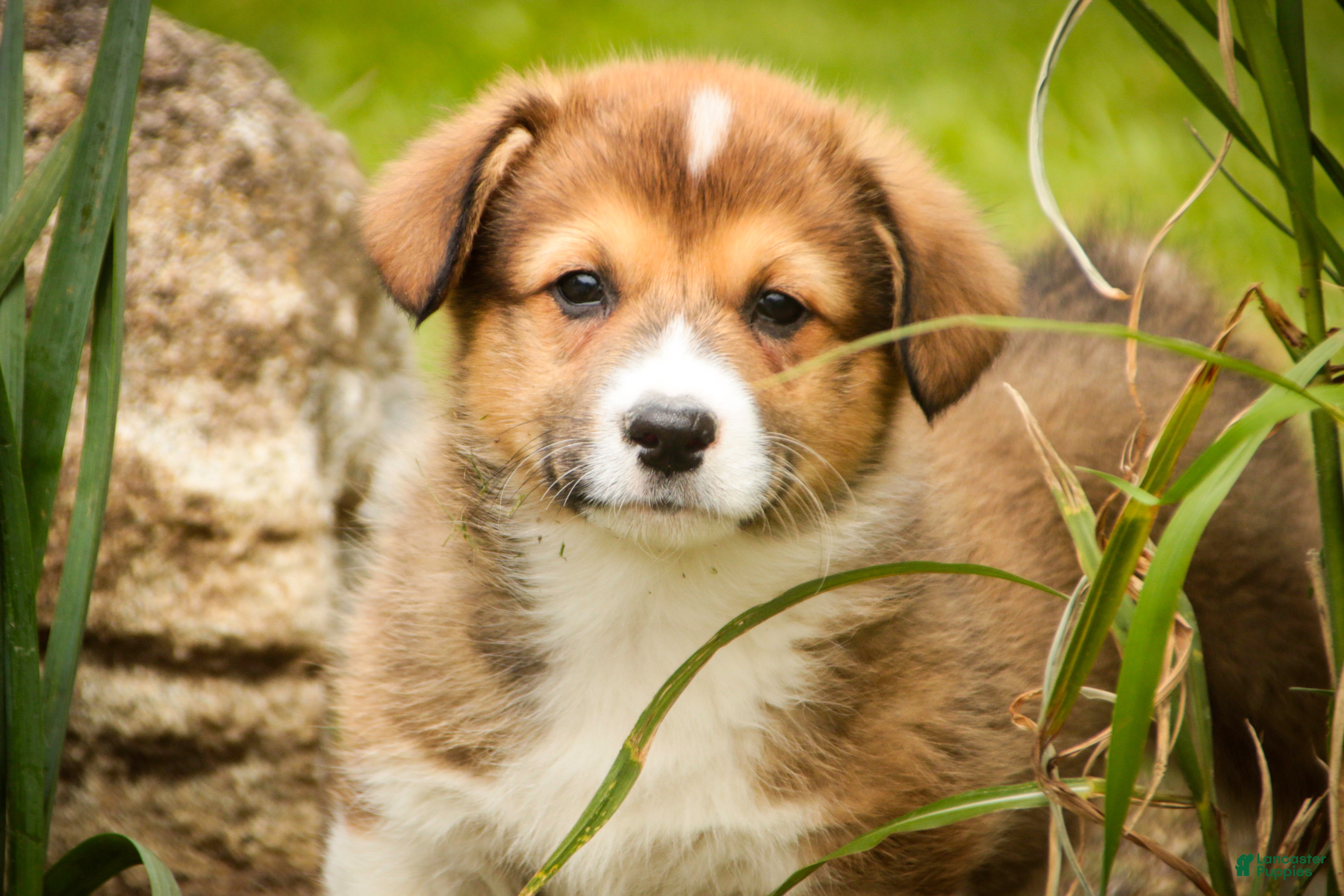 Welsh Corgi Pembroke dogs Gene - Ad 1
