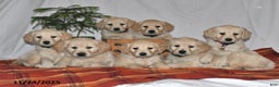Golden Retriever dogs for sale: Prince - Ad 2