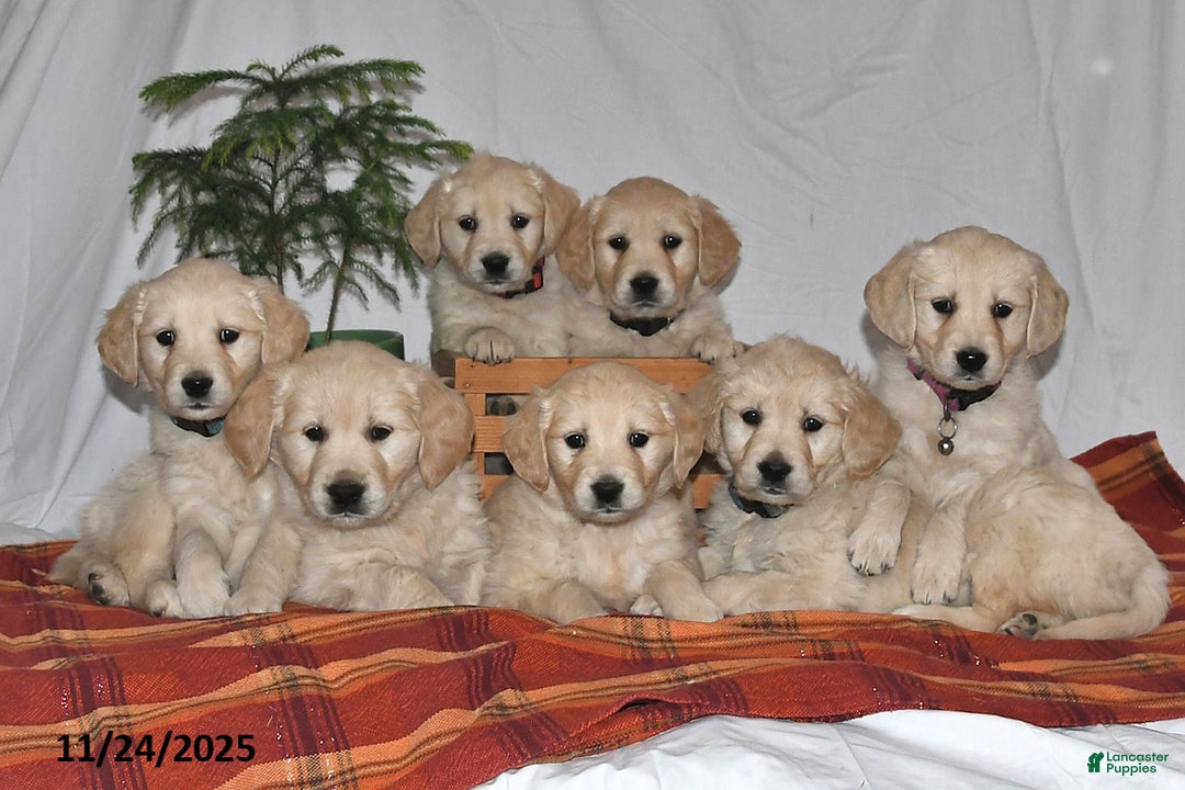 Golden Retriever dogs for sale: Prince - Ad 2